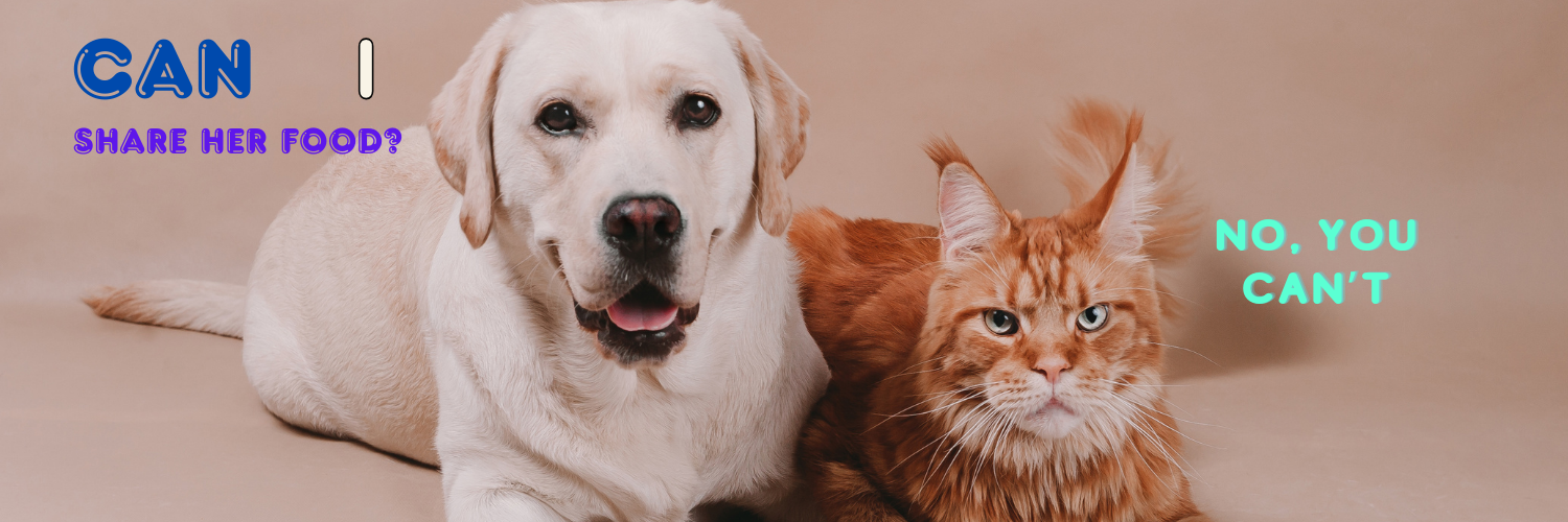 Can dogs eat cat food?