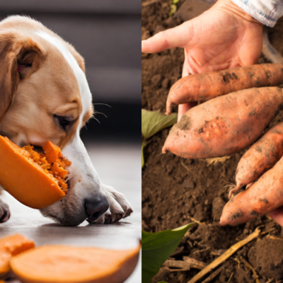 Are sweet potatoes good for dogs?